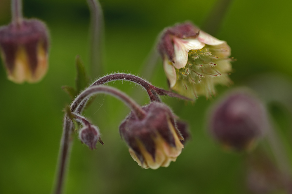 Botanischer Garten ZH Mai 2013