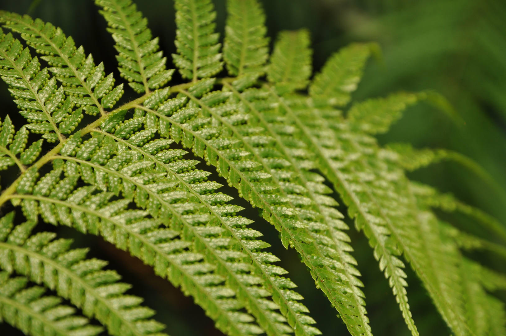 Botanischer Garten Zürich 02