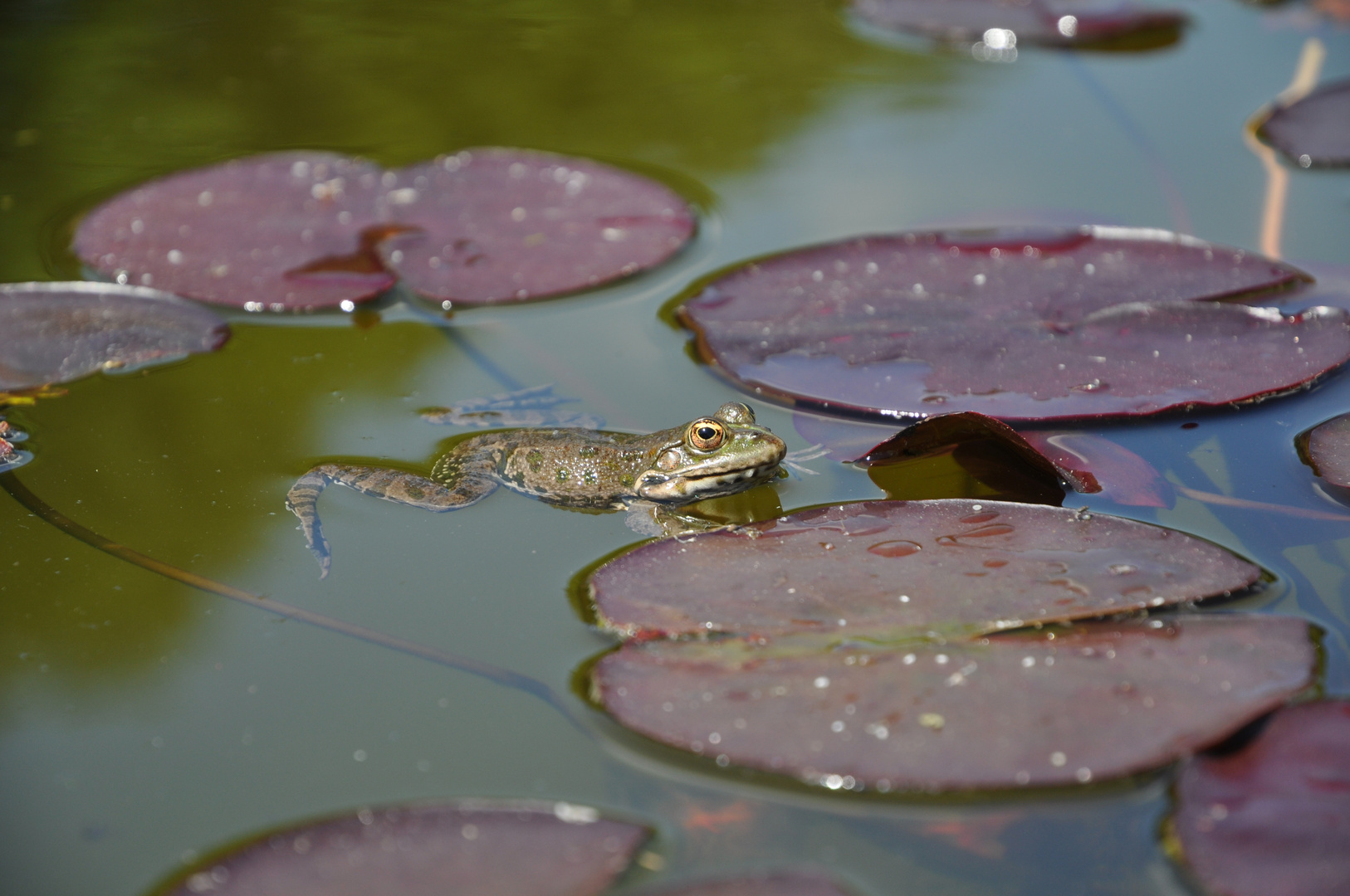 Botanischer Garten Zürich 04