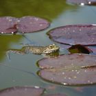 Botanischer Garten Zürich 04