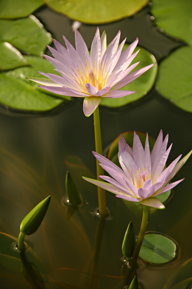 Botanischer Garten Zürich