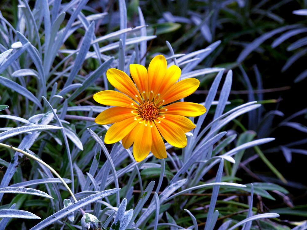 Botanischer Garten Zürich