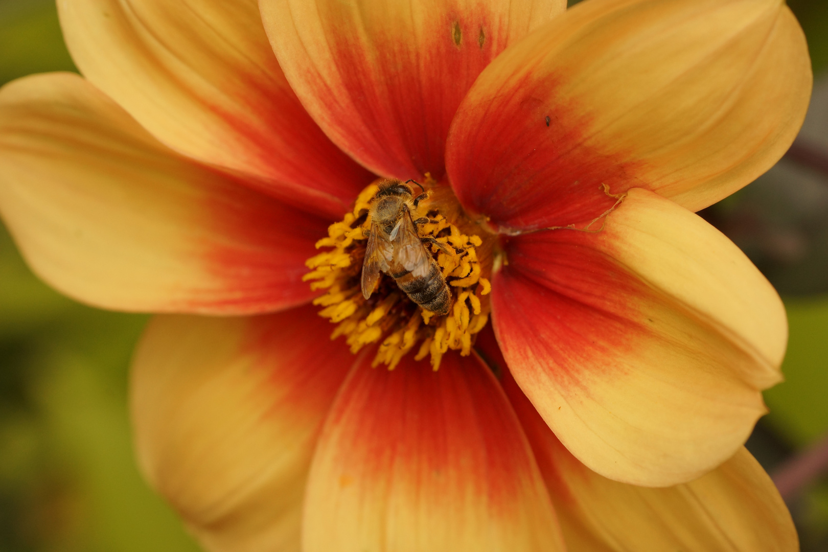 Botanischer Garten Zürich