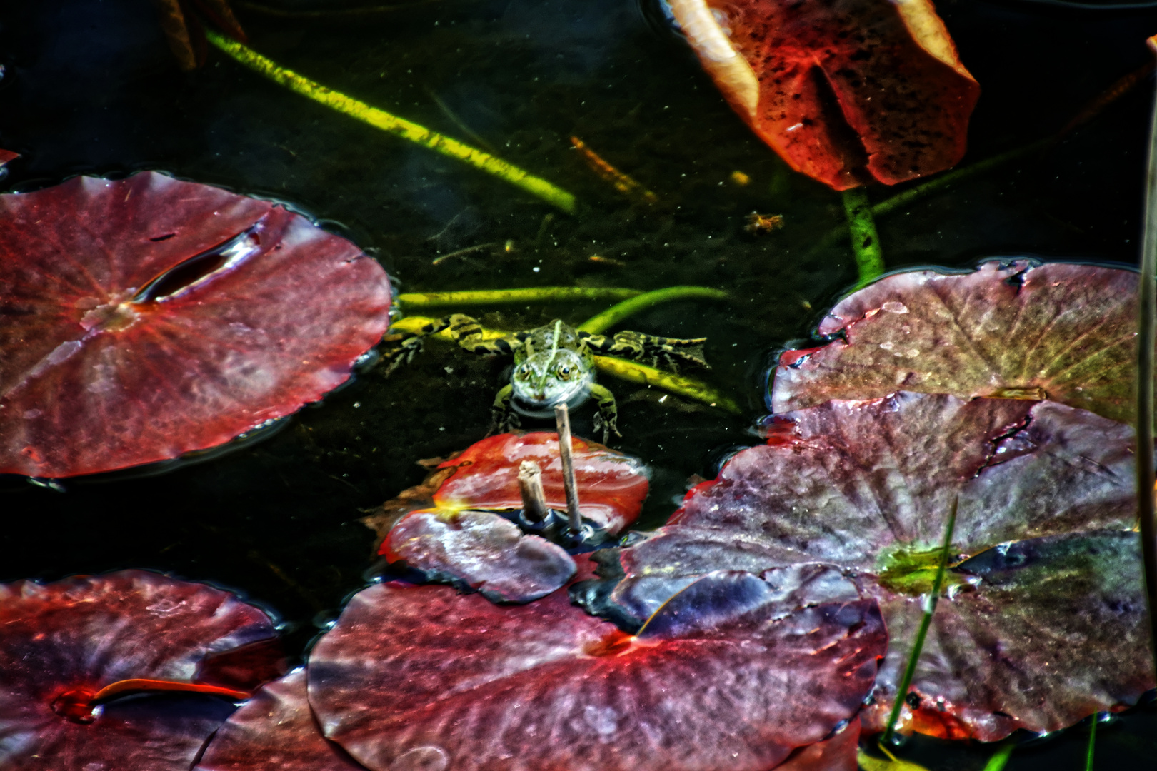 Botanischer Göttingen - Ein Frosch im Teich