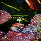 Botanischer Göttingen - Ein Frosch im Teich