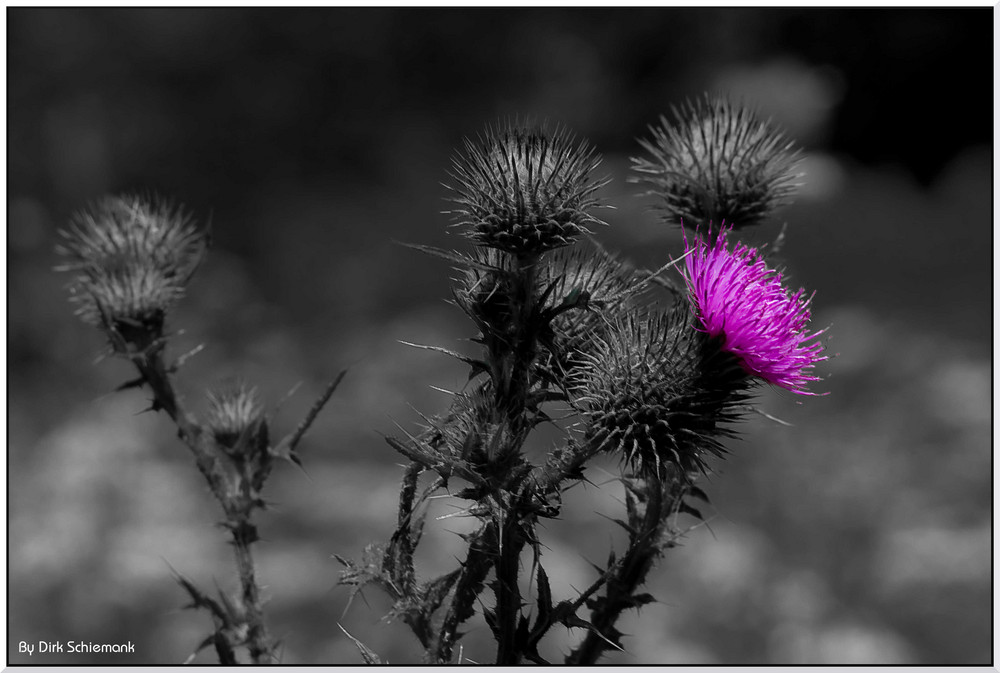 Botanischer Name: Carduus - die Distel