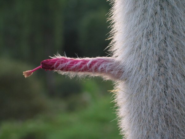 Botanischer Name: "Kaktus Erectus"