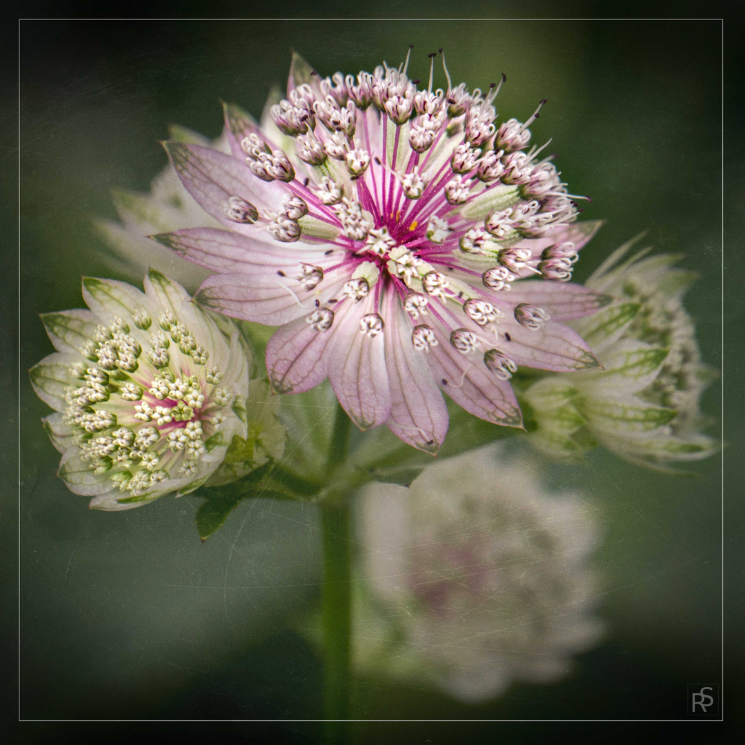 Botanischer Obstgarten - unbekannte Blüte