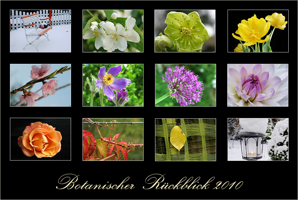 Botanischer Rückblick 2010