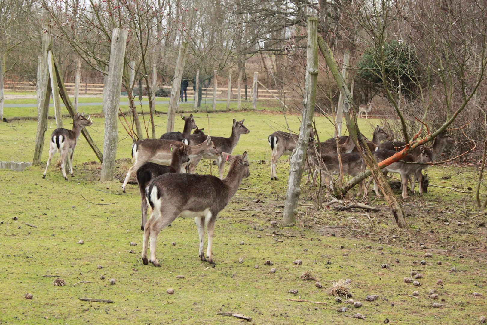 Botanischer Volkspark Blankenfelde Pankow Damwildgatter 2 Foto