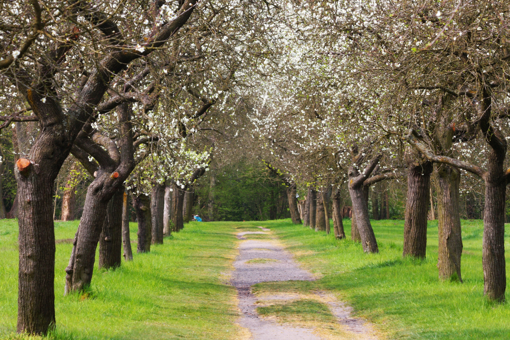 Botanischer Volkspark I