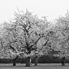 Botanischer Volkspark II