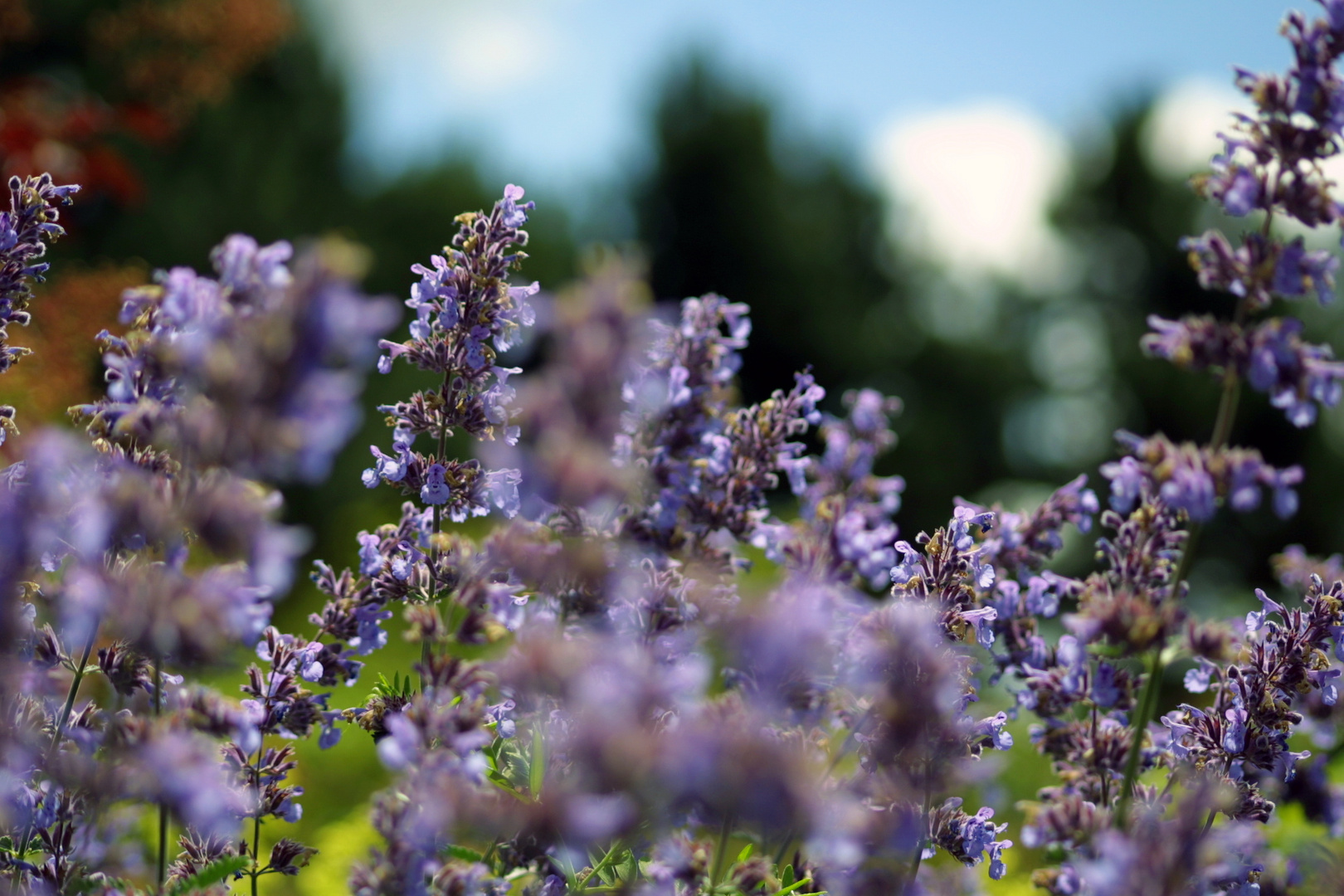 Botanischergarten