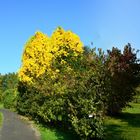 Botanischer/Garten- Marburg