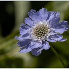 Botanischergarten Solingen