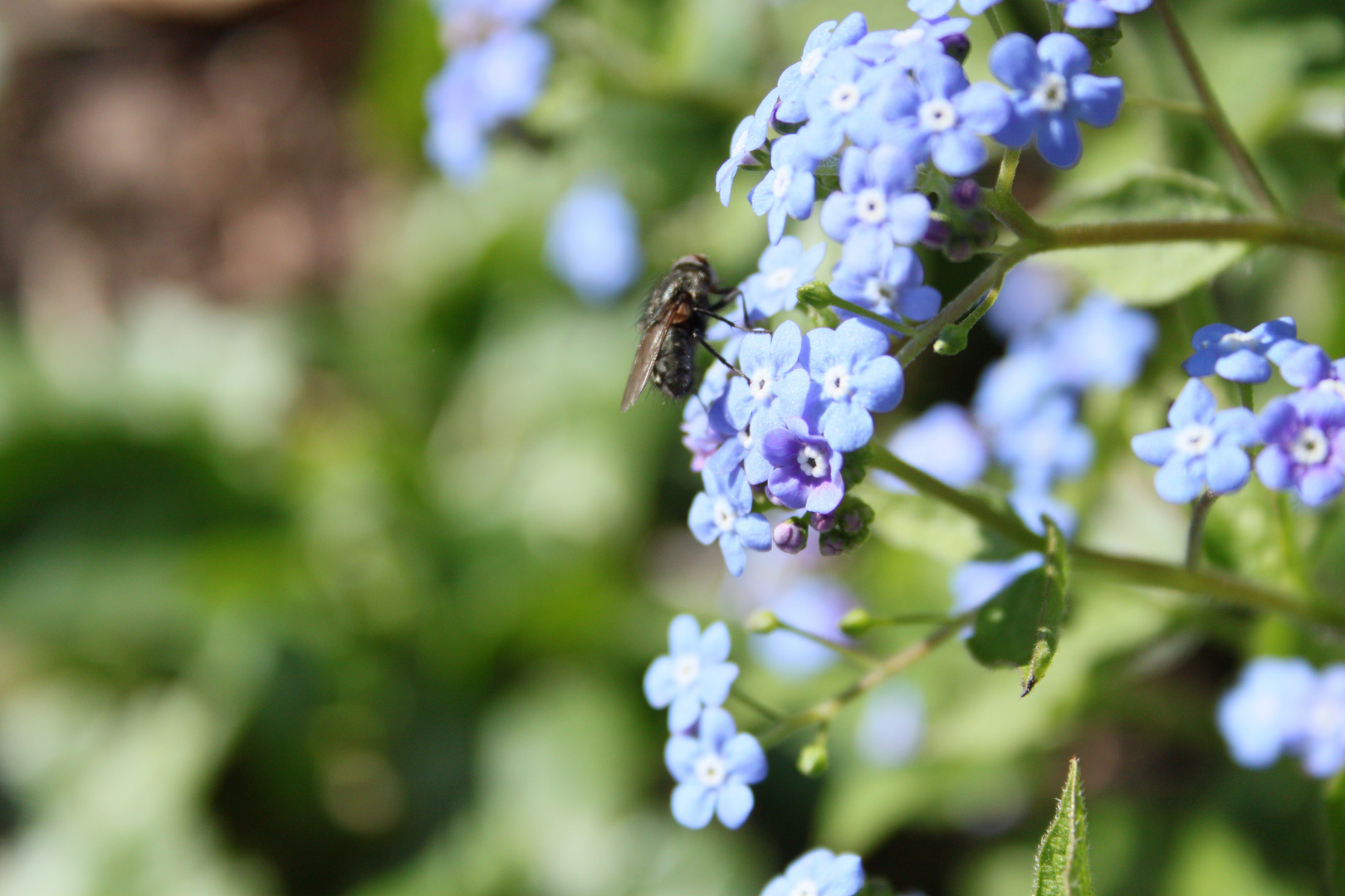 BotanischerGarten2