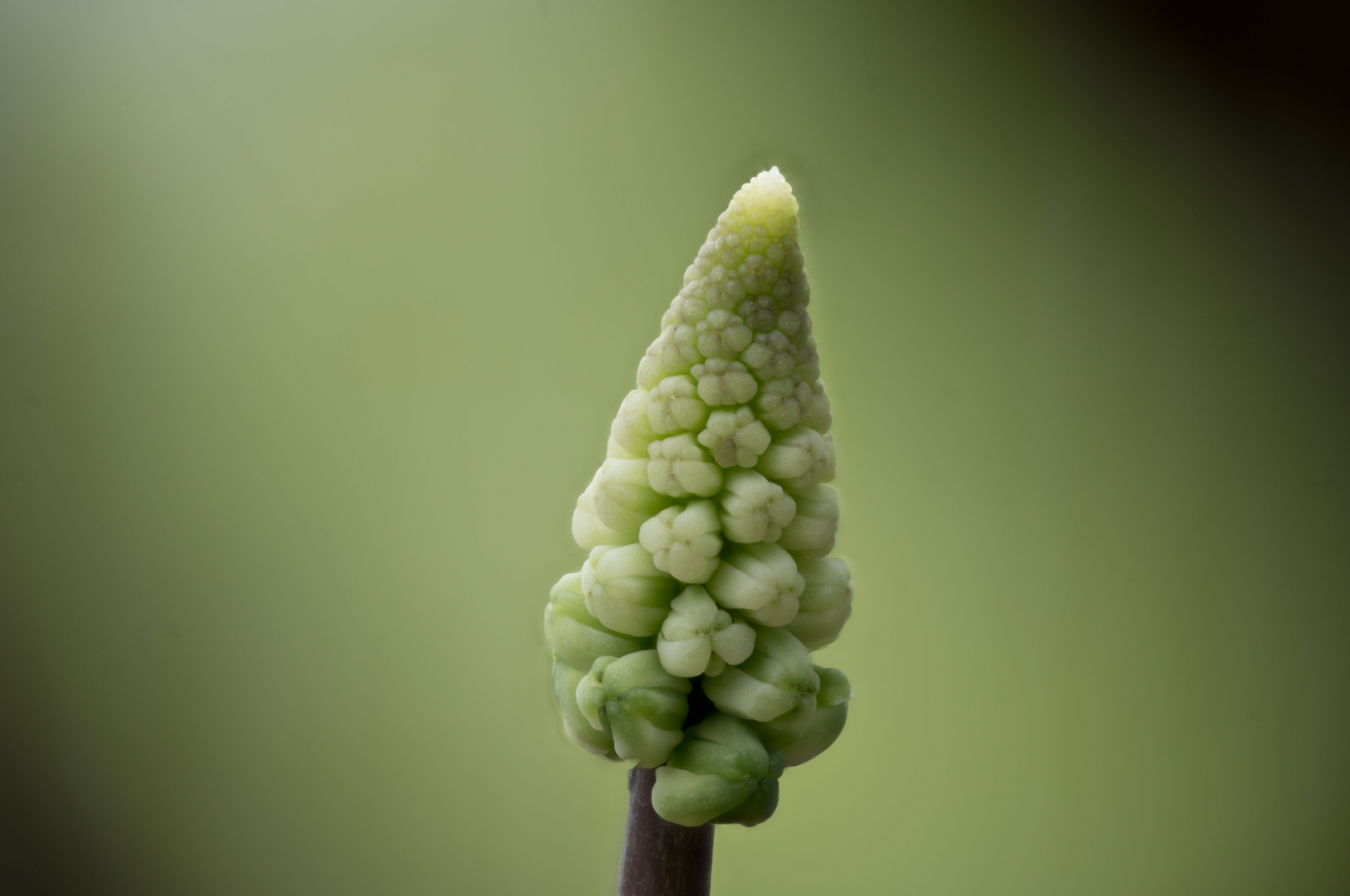 BotanischerGarten2