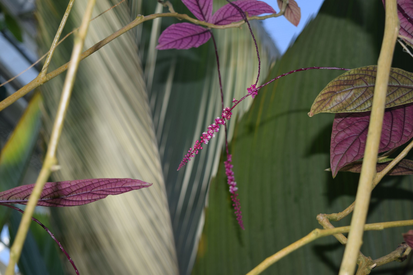 BotanischerGartenMÜ