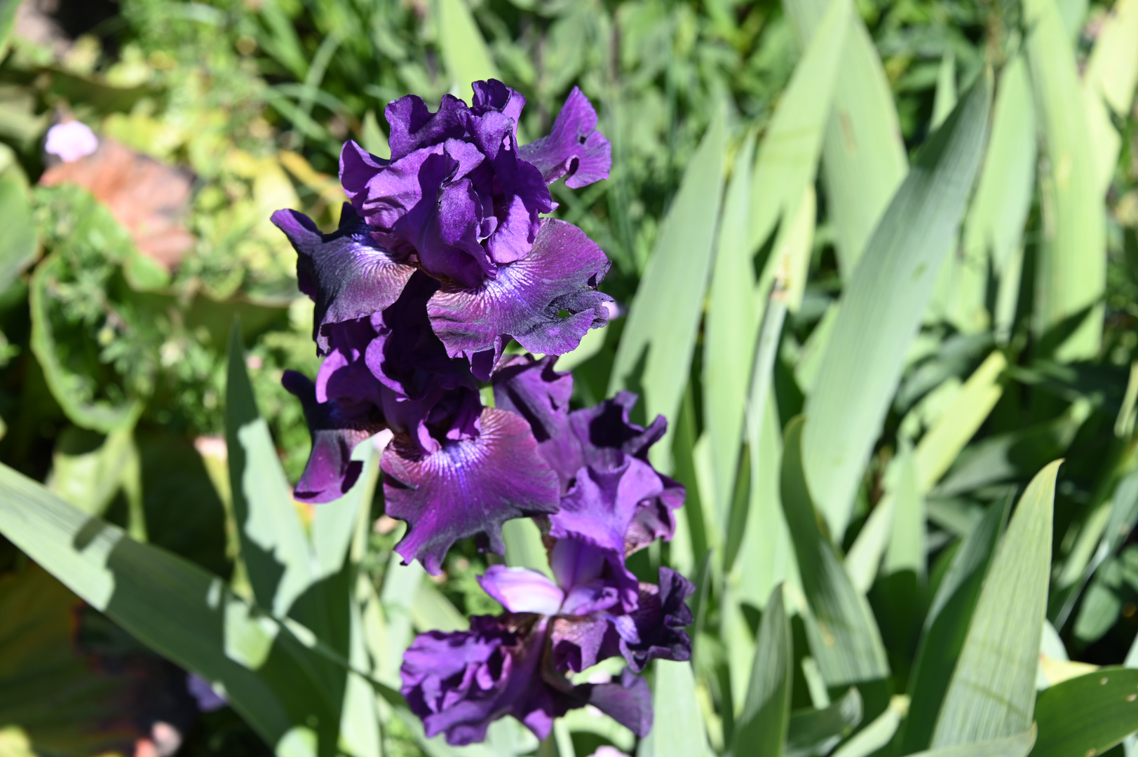 Botanischer_Garten_Rombergpark_Dortmund_Juni_2020