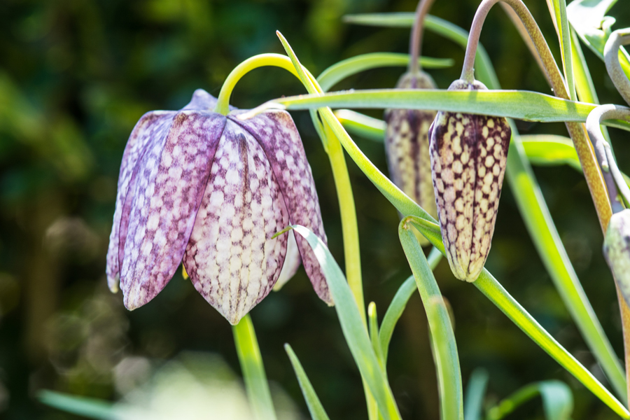 Botanisches Schachbrett