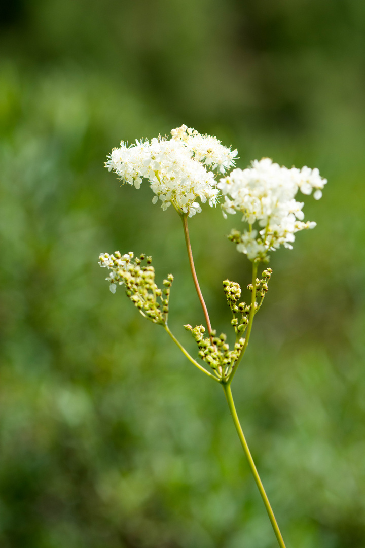 Botansicher Garten 2 (1 von 1)