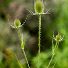 Botansicher Garten 3 (1 von 1)