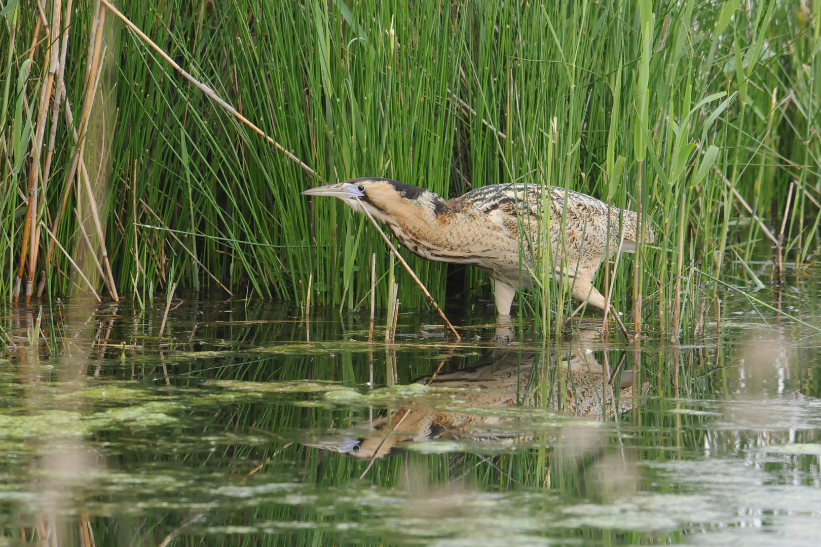 Botaurus Stelarris / Bittern / Roerdomp