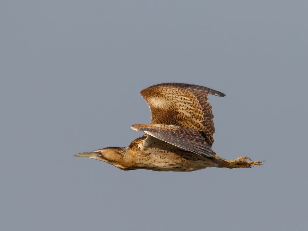 Botaurus stellaris (Rohrdommel)