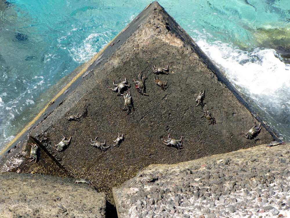 Boîte de crabes