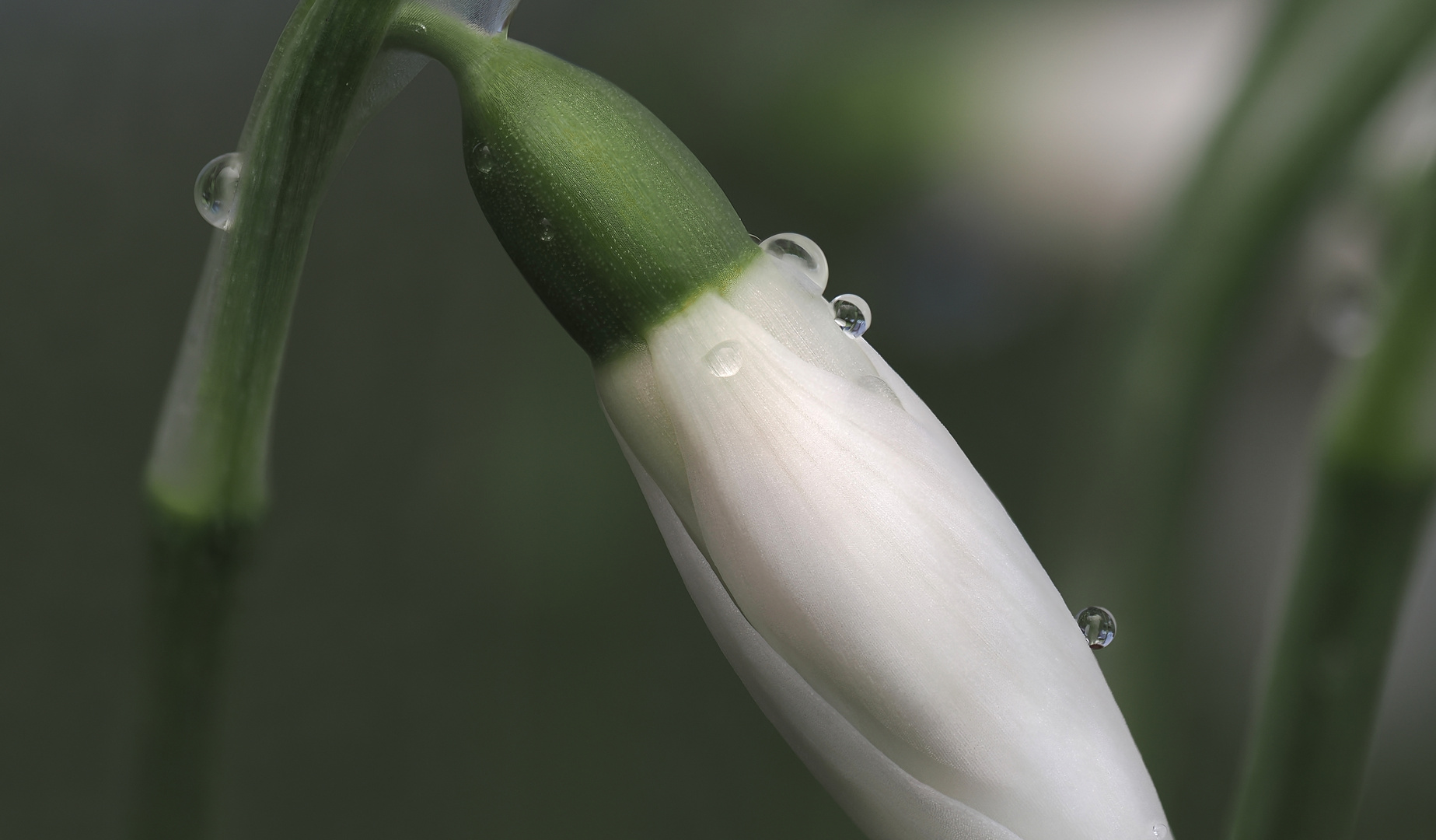 Bote des Frühlings