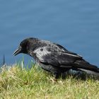 BOTEN DER DUNKELHEIT - DIE WEISHEIT DER SCHWARZEN VÖGEL