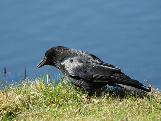 BOTEN DER DUNKELHEIT - DIE WEISHEIT DER SCHWARZEN VÖGEL