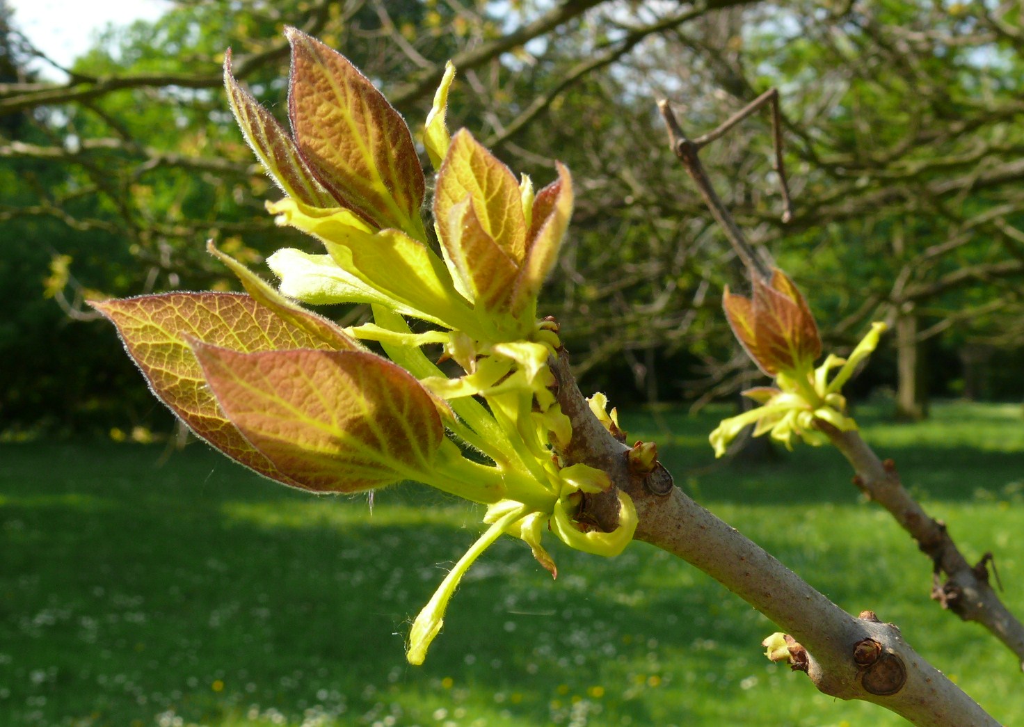 Boten des Frühlings (2)