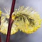 BOTEN DES FRÜHLINGS