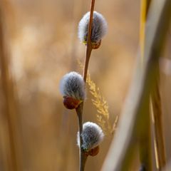 Boten des Frühlings