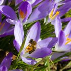 Boten des Frühlings - die ersten Bienen