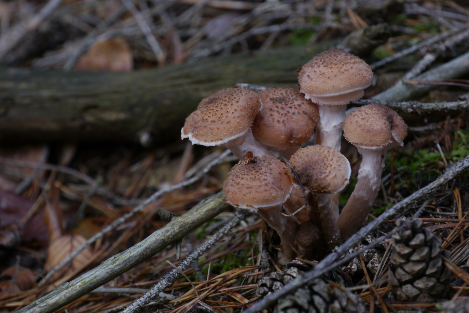 Boten des Herbstes