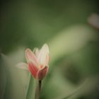 Bot.Garten...ein Hauch von Tulpe