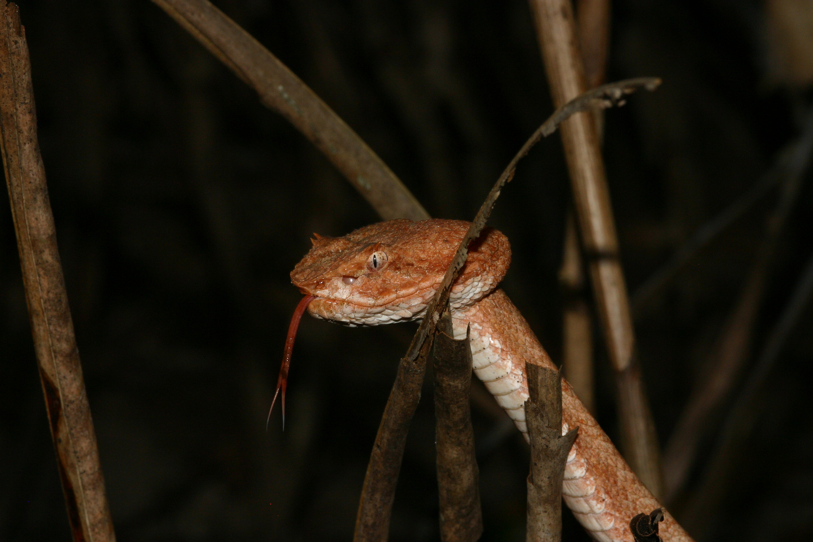 Bothriechis schlegelii