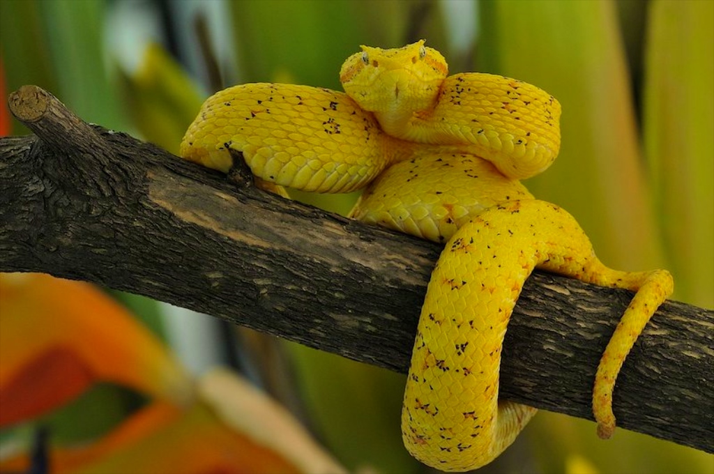 Bothriechis schlegelii -Webchen in Costa Rica