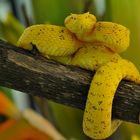 Bothriechis schlegelii -Webchen in Costa Rica