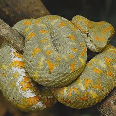 Bothriechis schlegelii-Weibchen der grauen Farbvariante(Costa Rica)
