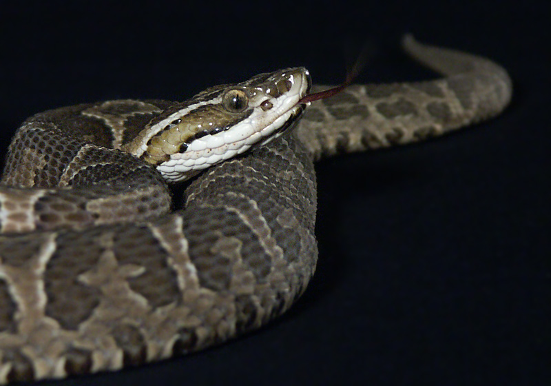 Bothrops alternatus