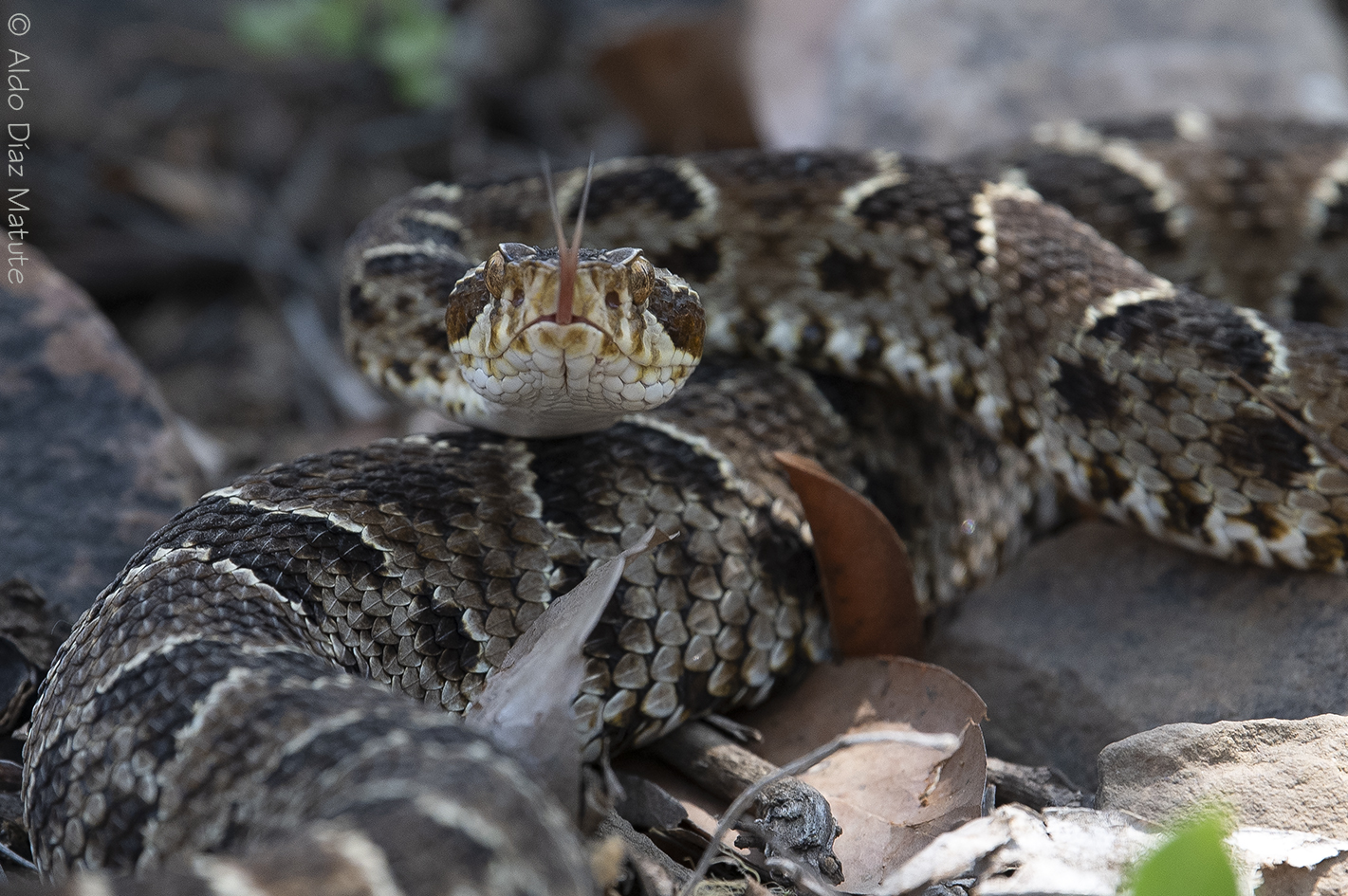 Bothrops barnetti