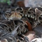 Bothrops barnetti