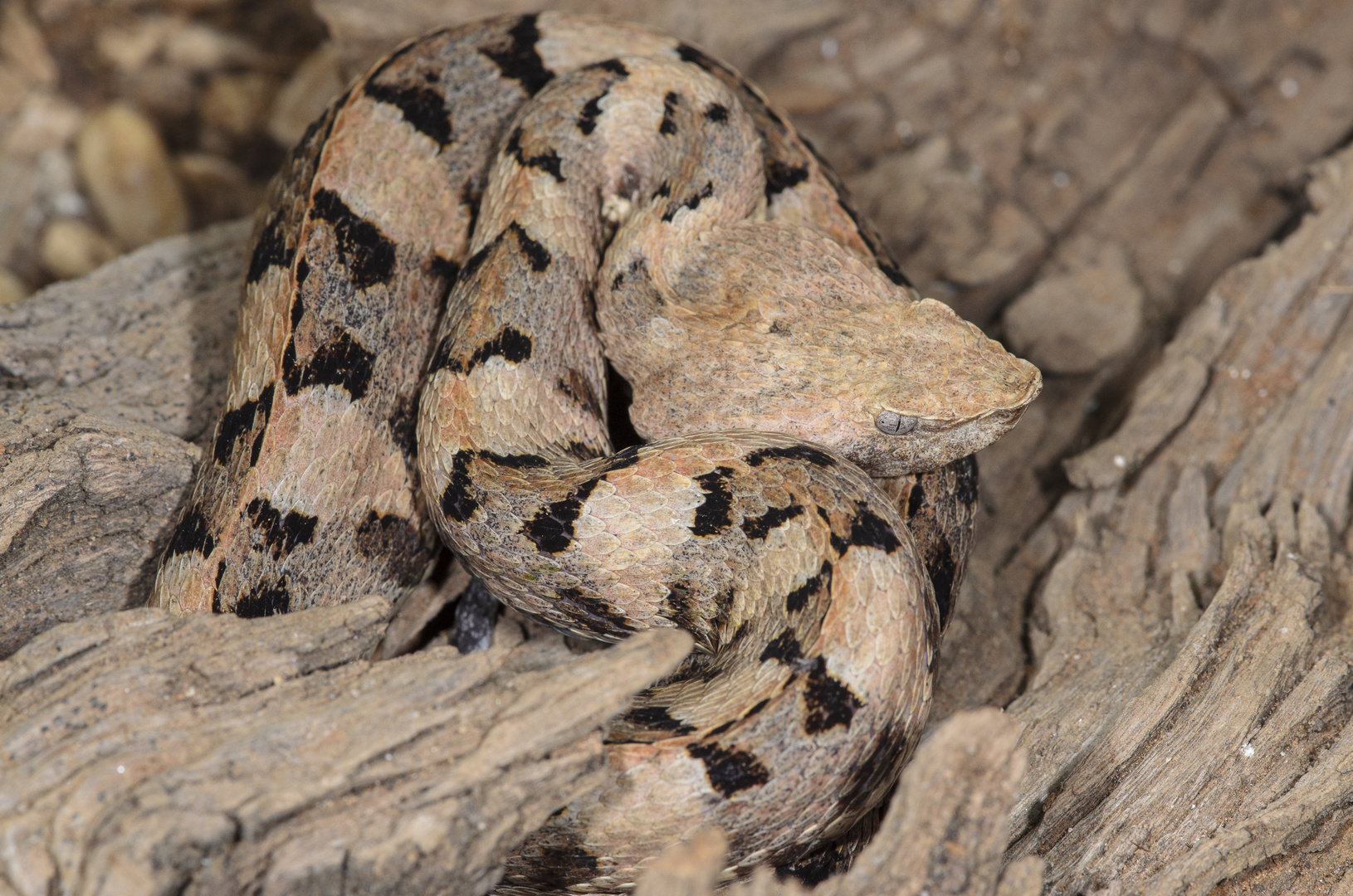 Bothrops lansbergi hutmanni