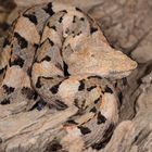 Bothrops lansbergi hutmanni