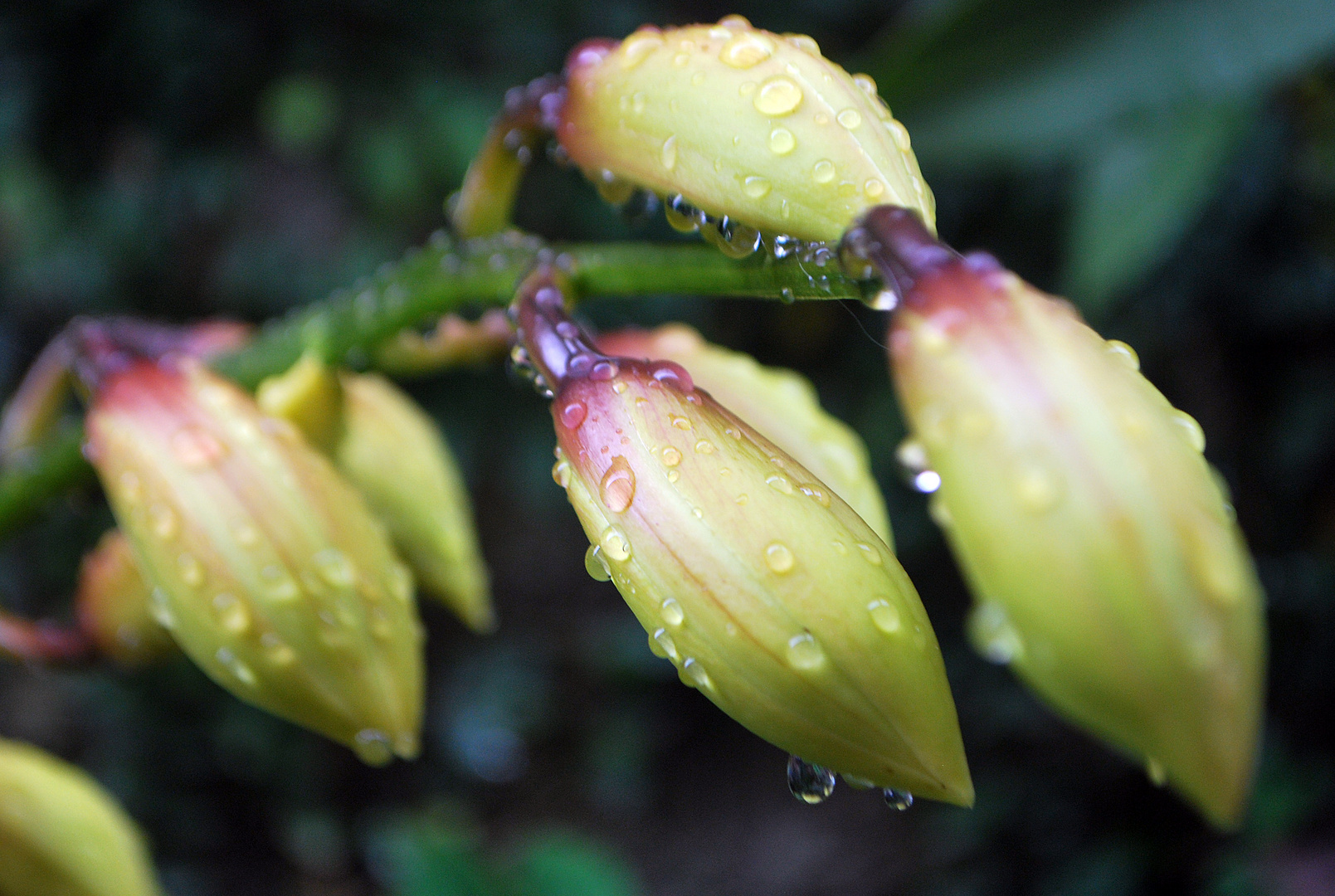 Botão de orquidea