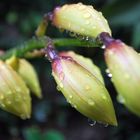 Botão de orquidea