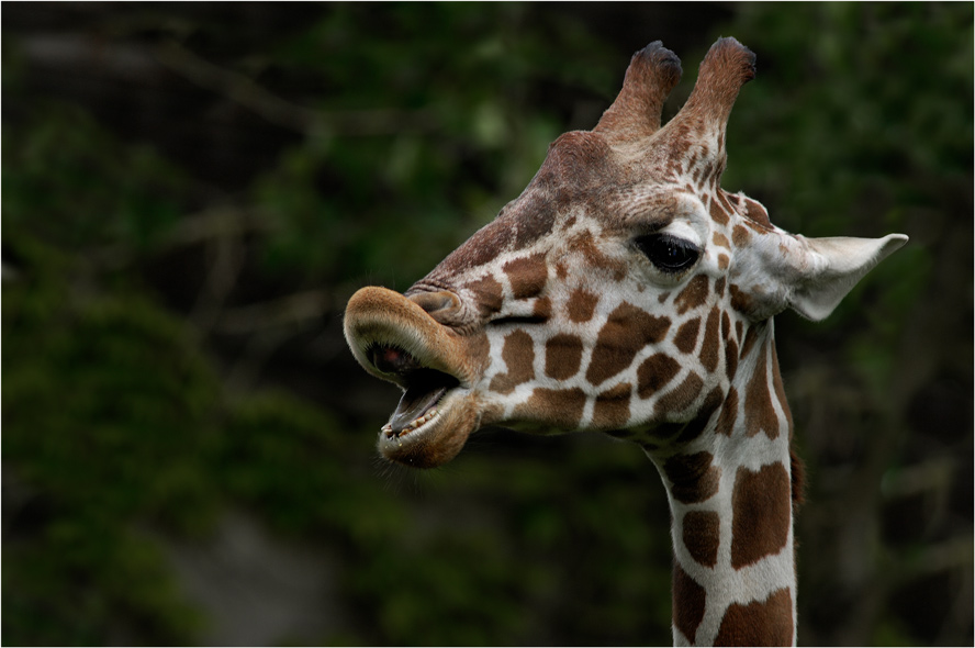 Botox-Skandal im Zoo